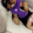 Gregg L. Friedman MD